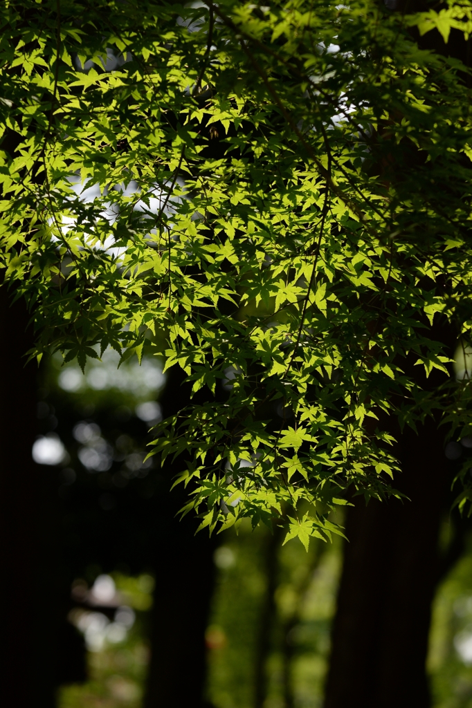 公園は初夏ー２