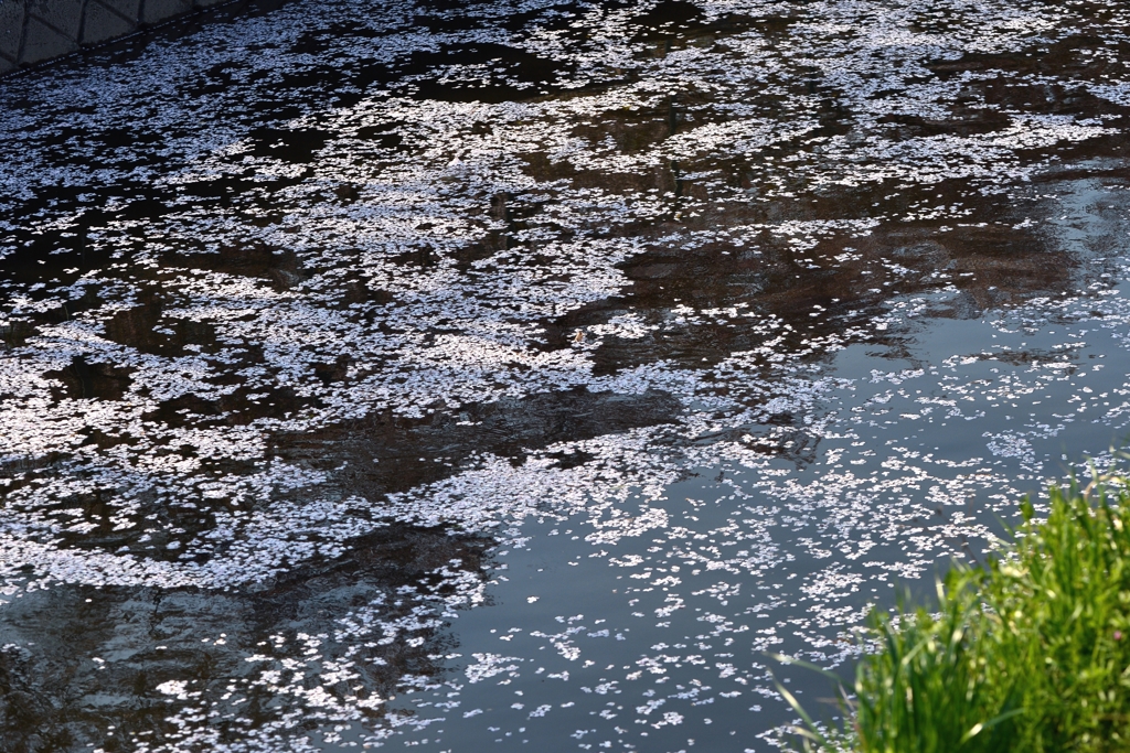 サクラ　去る　－3