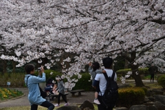 お花見ー1