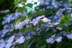 紫陽花の季節－１