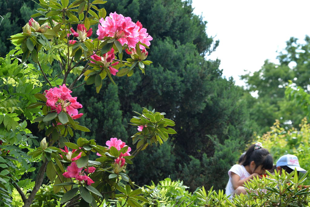 初 夏 ー1