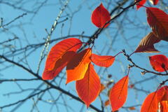 傍に来てくれた 秋色 ―2