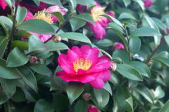 今年も同じに 咲いた ―1