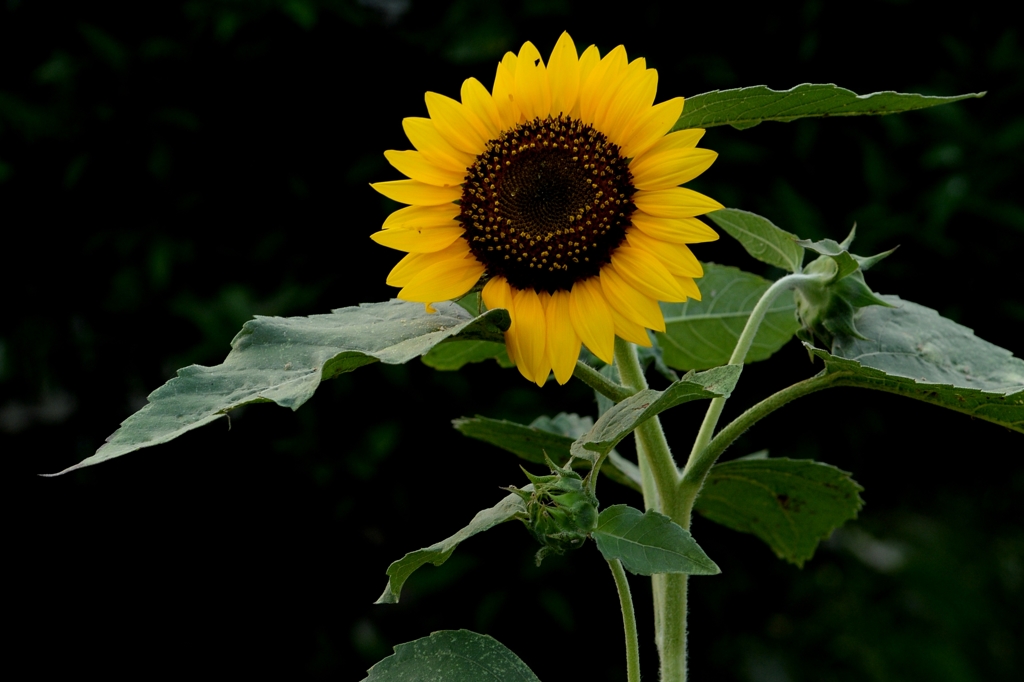 暗い所からー２