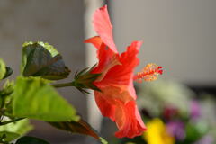 ベランダの花—1