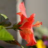 ベランダの花—1