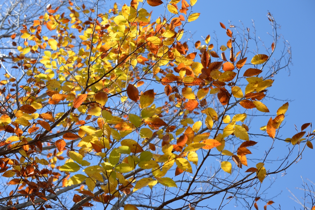 過ぎし「秋の光」ーB