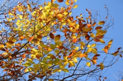 過ぎし「秋の光」ーB