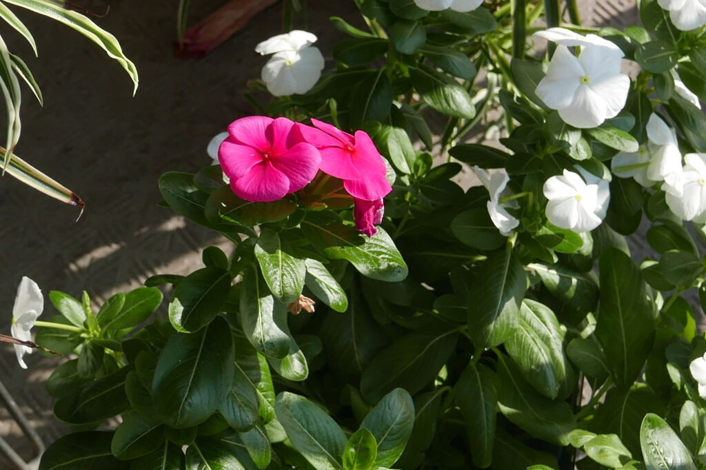  ベランダの 花 ―2