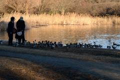 夕方の見沼池ー1