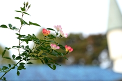 穏やかな秋日ー6