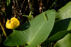 ここに居ますー1