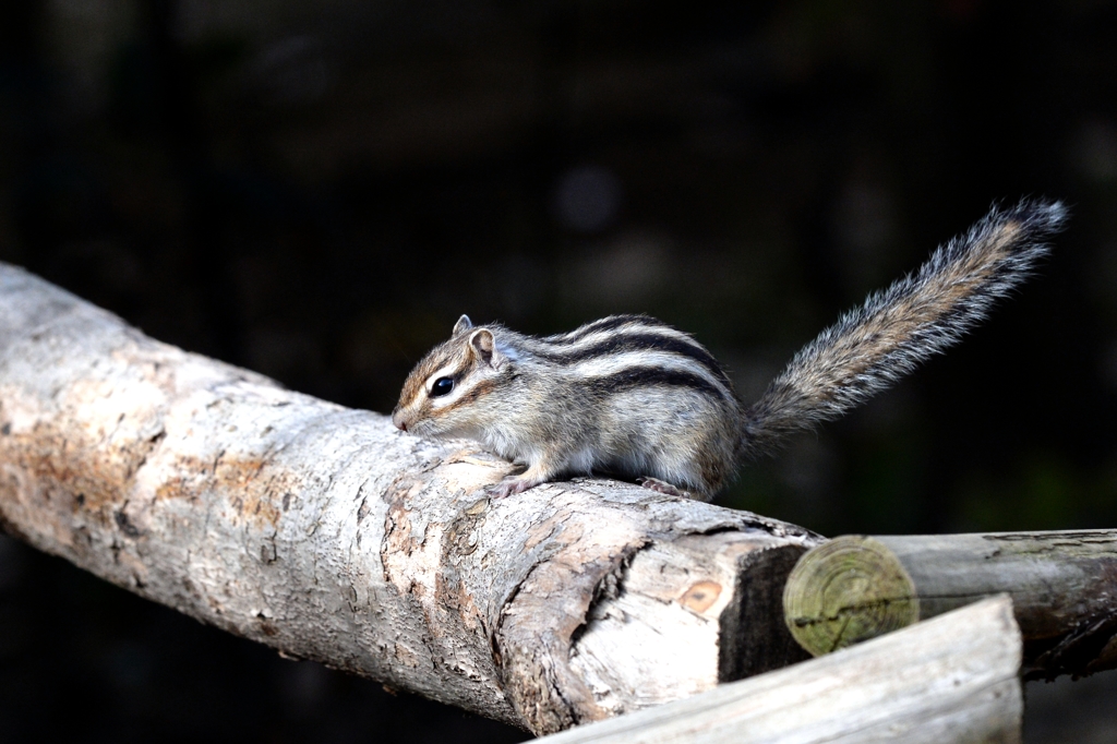 シマリス君ー３