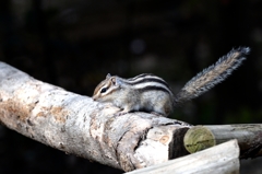 シマリス君ー３