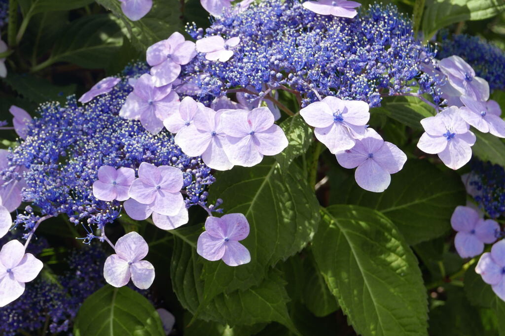 季節の 紫陽花 ―1