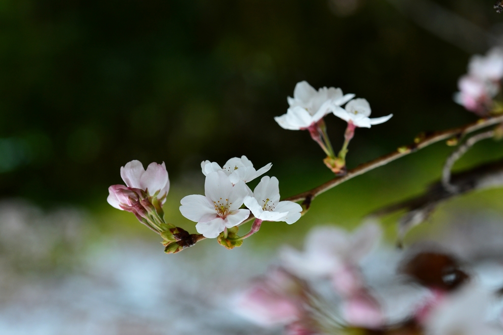 花は見頃にー2
