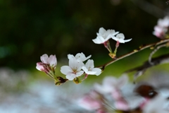 花は見頃にー2