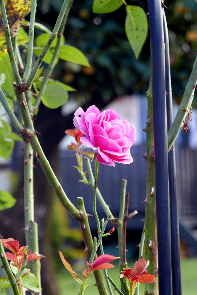  ご近所の 薔薇 ー1