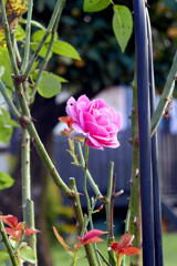 ご近所の 薔薇 ー1