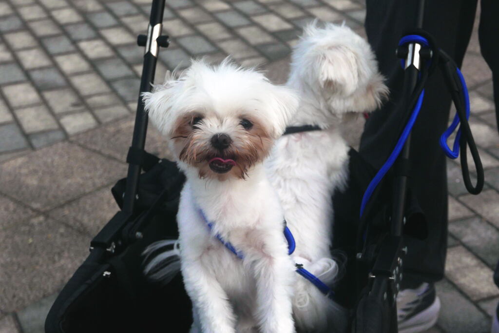 出会った 仔犬 ー2