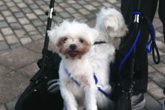  出会った 仔犬 ー2