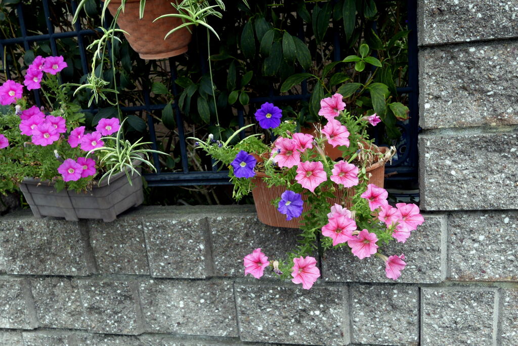 　ご近所の お花 ―1