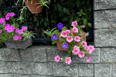 　ご近所の お花 ―1
