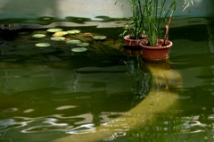 温室の水連ー３