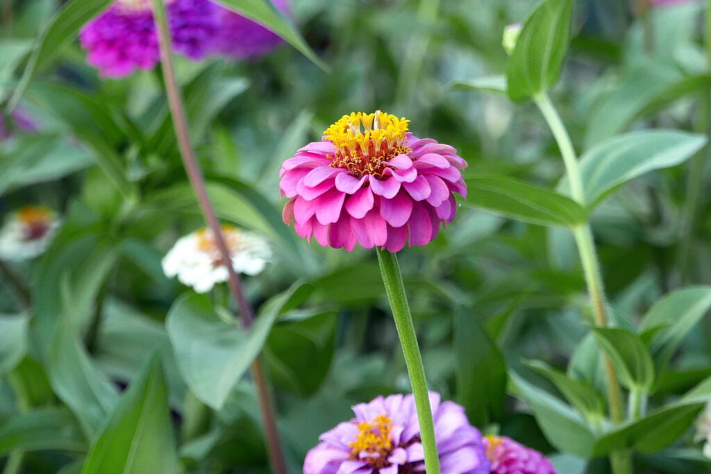 元気になれる 夏の花 ー1