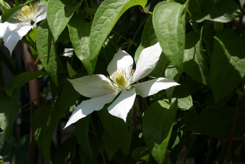  散歩中に出会った 花 ―2