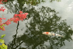 秋 に 涼　ー2