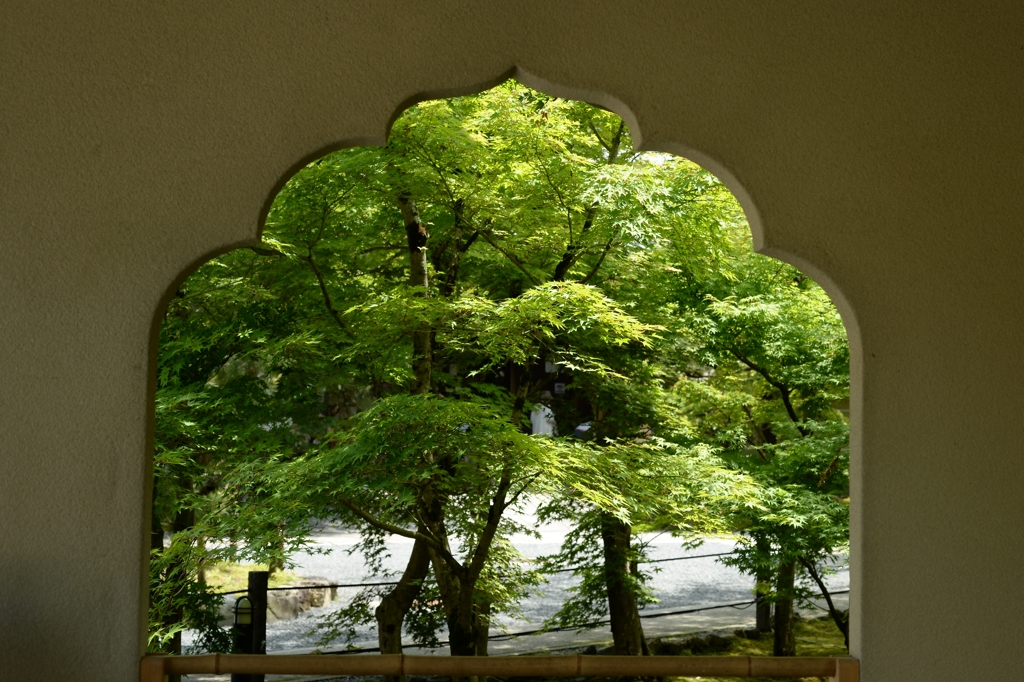 思い出の新緑ー3