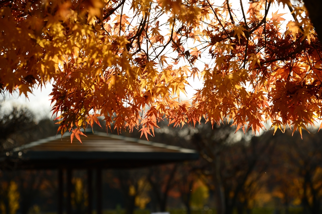 晩　秋-５