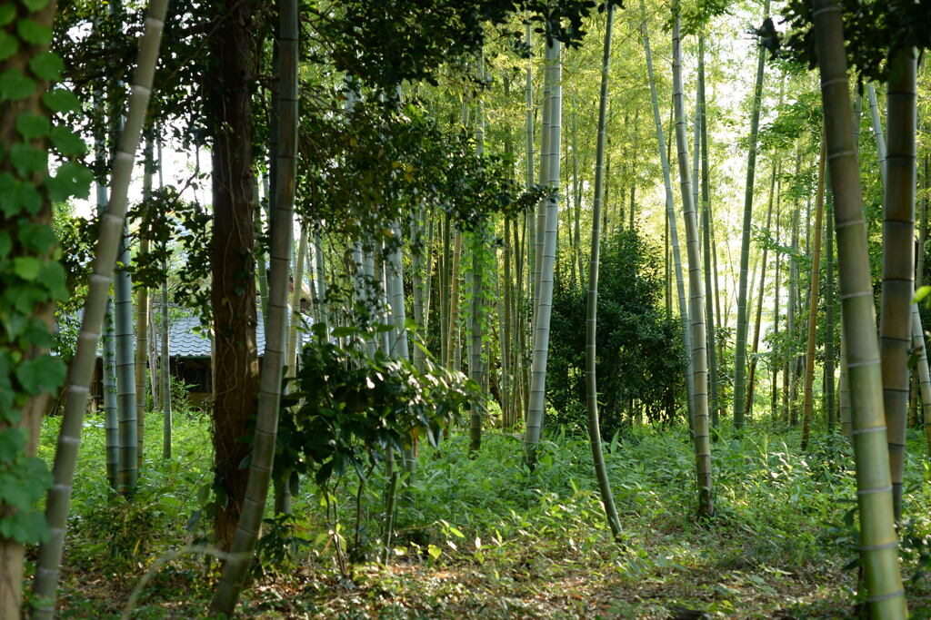 竹林の家