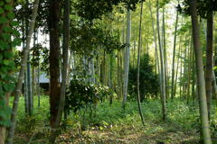 竹林の家