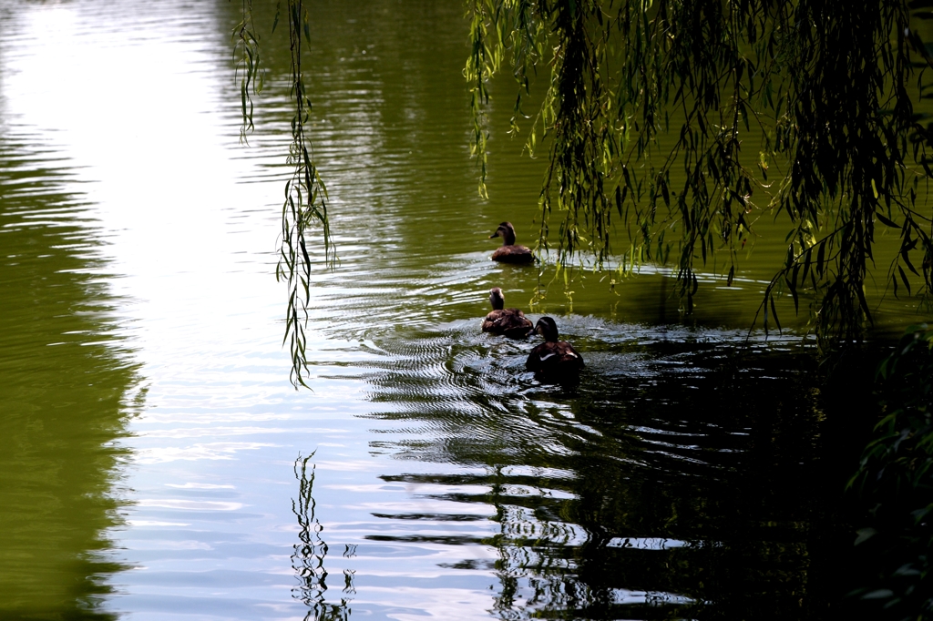 過ぎゆく夏ー２