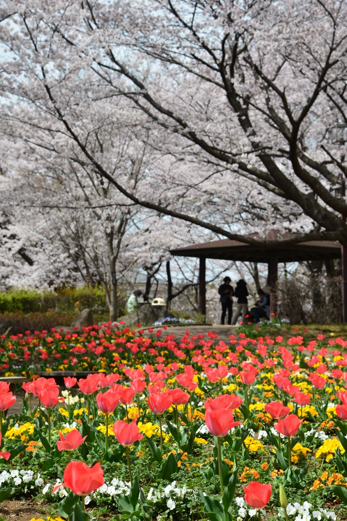 サクラ　去る　－1