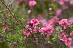 今頃の花　－1