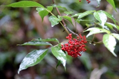 那須  沼ﾂ原湿原でー８