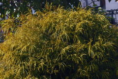 春に向かって ー2