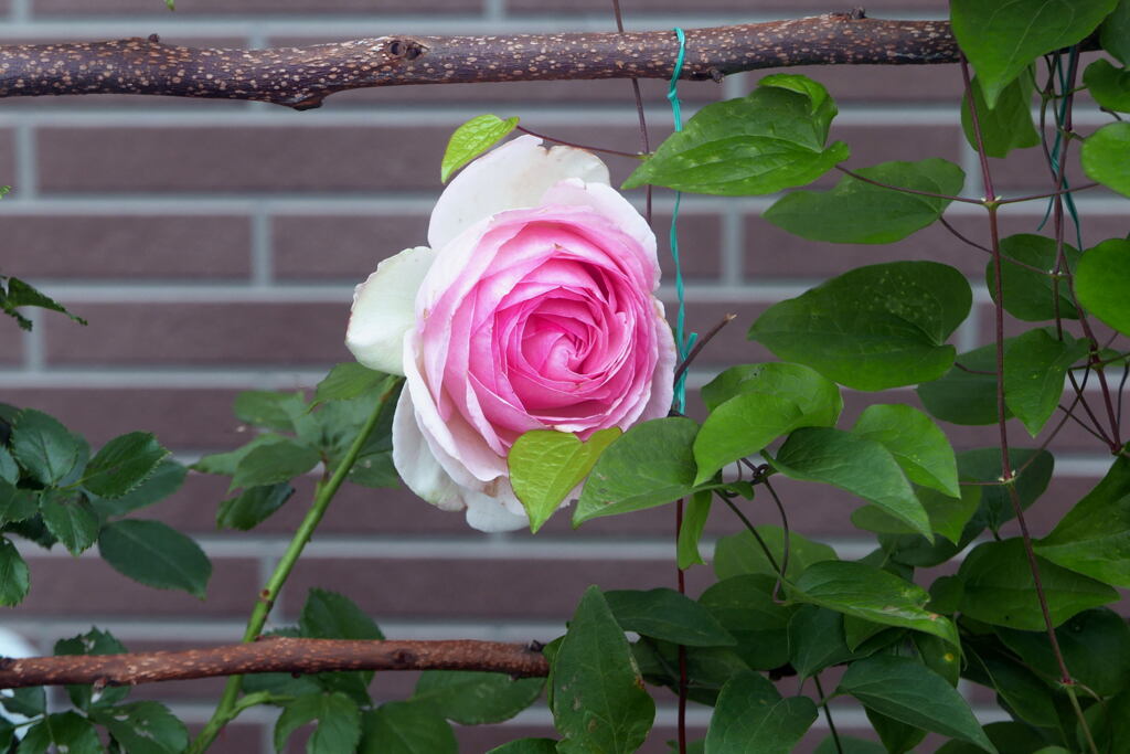 ご近所の花―1