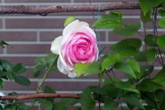 ご近所の花―1