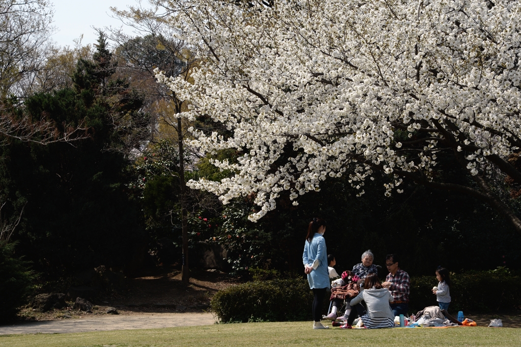 今年のさくらー２