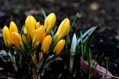 春が近いー3　クロッカス