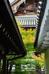九月の永観堂・京都-2