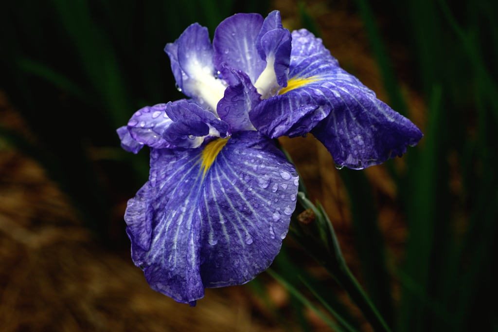 今年も有難うー2