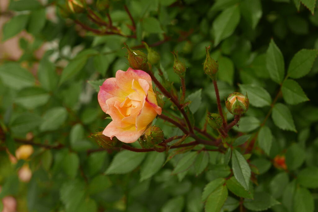 五月に出会った花 —1