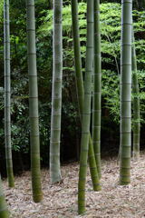 目に留まるー2