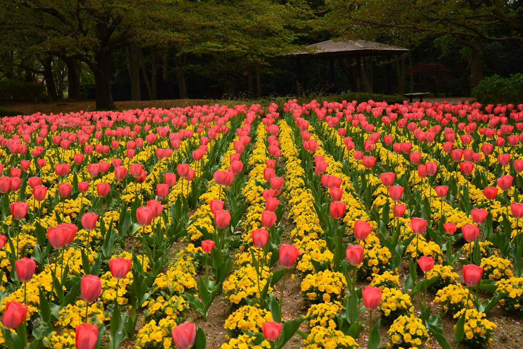 花の丘ー1