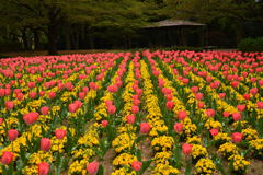 花の丘ー1
